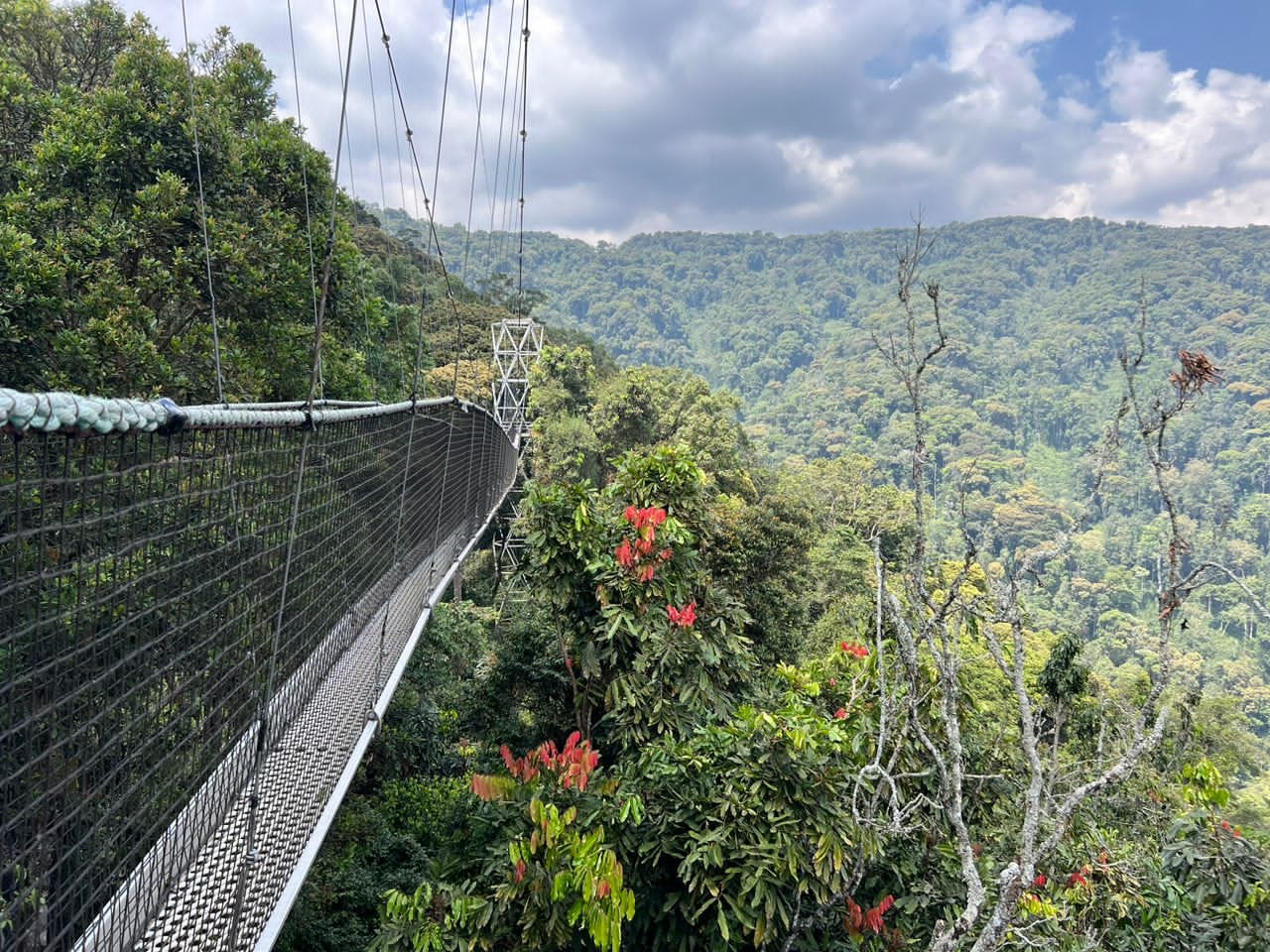 Nyungwe Forest