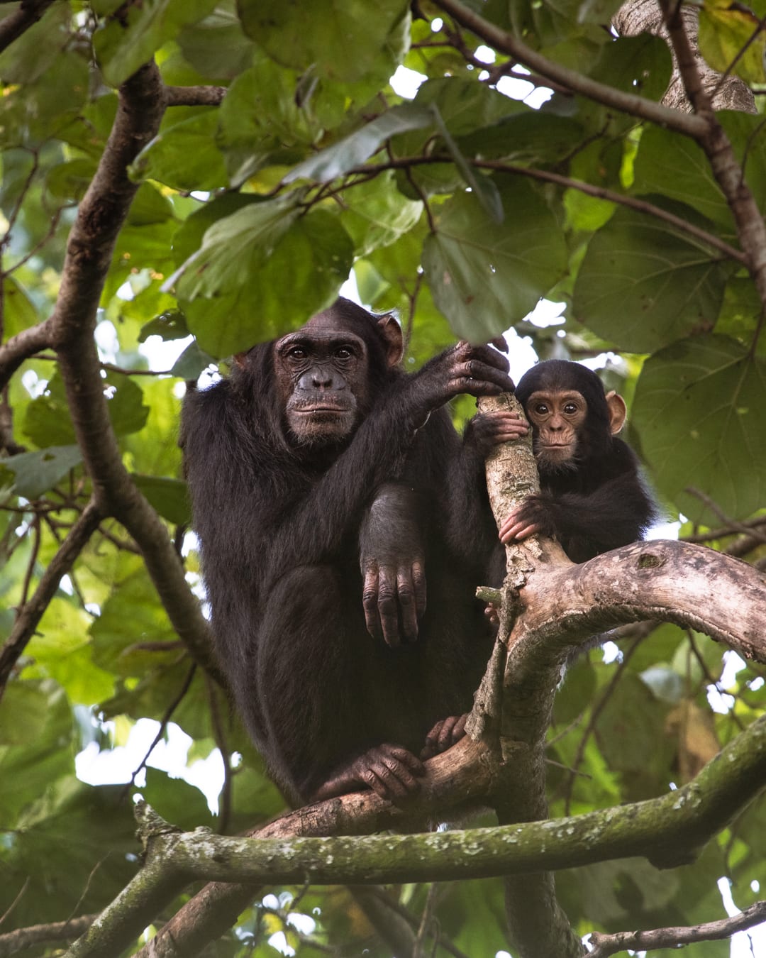 Chimpanzee Trekking