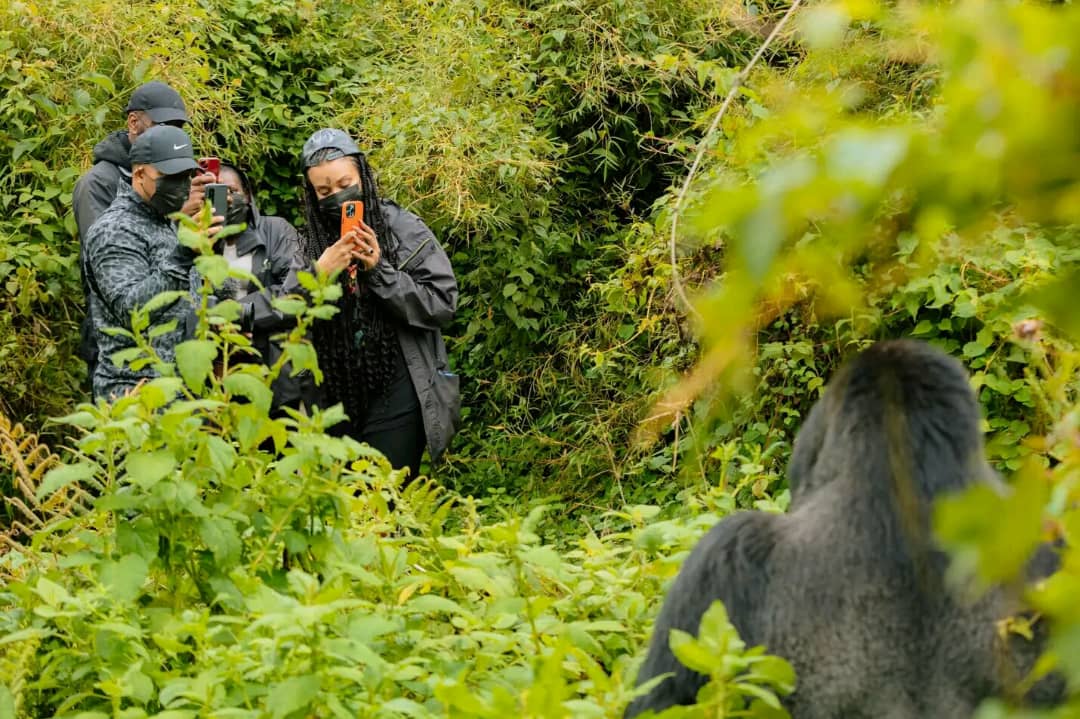 Mountain Gorilla Trek