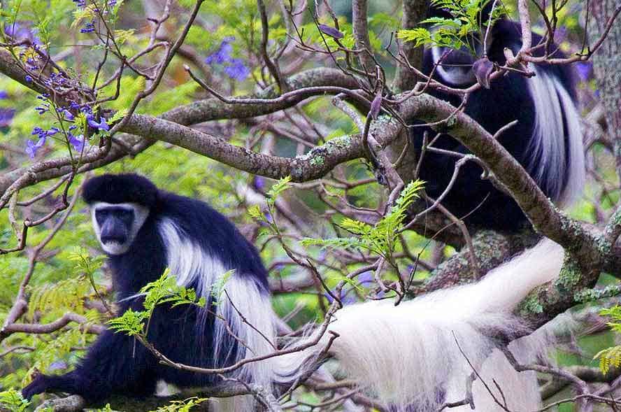 Colobus Monkey Trekking