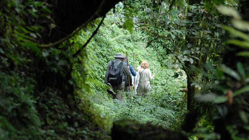 Dian Fossey Tomb Hike