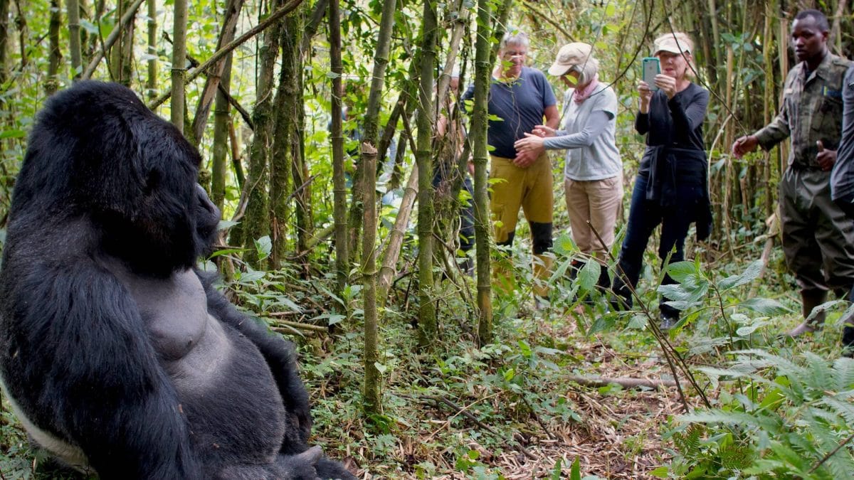 Mountain Gorilla Trekking
