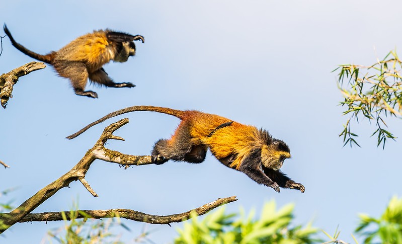Golden Monkey Trekking